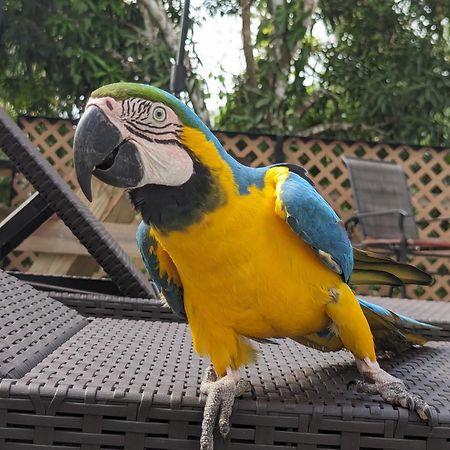 Rainforest Lodge Del Rio Portobelo Dış mekan fotoğraf