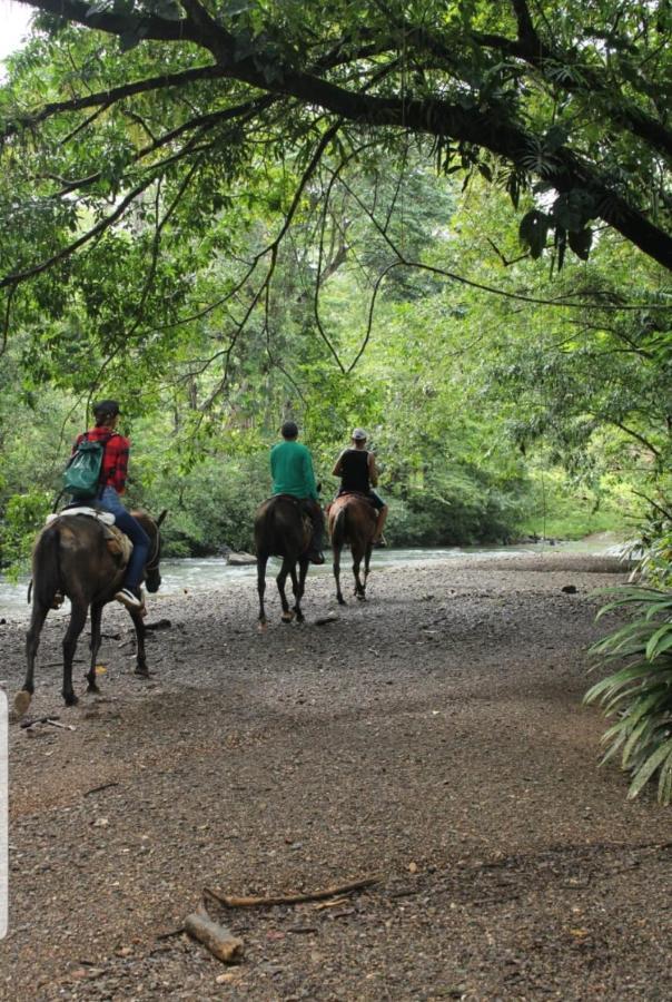 Rainforest Lodge Del Rio Portobelo Dış mekan fotoğraf